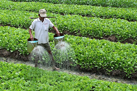 Phương pháp bón phân cho rau sạch