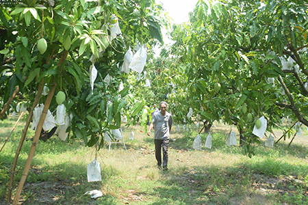 Phương pháp nhân giống soài bằng hạt